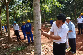 Công ty TNHH Thảo Nguyên Xanh khai thác mủ cao su đầu tiên ở Kbang