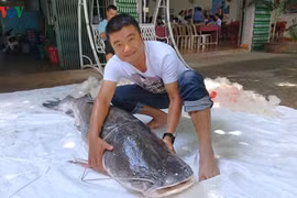 Cần thủ câu được cá lăng đuôi đỏ nặng gần 80kg sông Srêpốk, Đắk Lắk