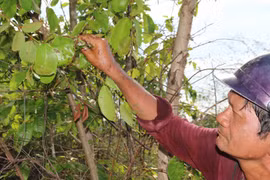 Đặc sản muối kiến vàng Krông Pa