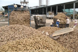 Xuất khẩu sắn lao đao vì Trung Quốc siết nhập khẩu