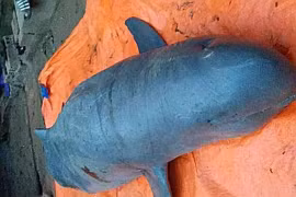 Sự thật huyền thoại của loài 'cá thiêng' trên sông Mê Kong