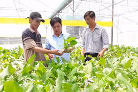 Hướng đến thương hiệu rau An Sơn-Đak Pơ