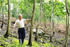 Tỷ phú sưa đỏ người Dao