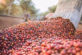 Giá cà phê cao nhất tại Gia Lai