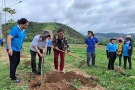 Gia Lai: Triển khai mô hình "Phụ nữ với làng hoa dã quỳ"