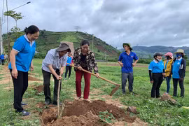 Gia Lai: Triển khai mô hình "Phụ nữ với làng hoa dã quỳ"