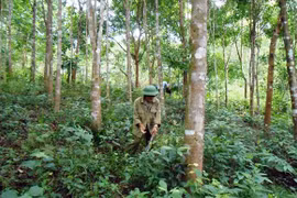 Việt Nam đang đẩy mạnh chuyển hóa rừng kinh doanh gỗ nhỏ sang gỗ lớn