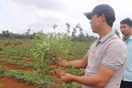 Ban hành danh mục sản phẩm nông nghiệp chủ lực tỉnh Gia Lai