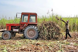 Hết thời cây mía, đến thời cây gai?