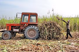 Hết thời cây mía, đến thời cây gai?
