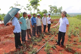 Liên kết trồng dược liệu công nghệ cao ở Chư Sê