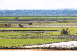 Đak Đoa đẩy mạnh sản xuất vụ mùa