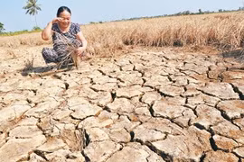 Việt Nam có trên 10 triệu ha đất đang có nguy cơ bị suy thoái