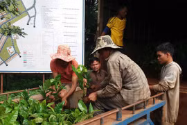 Đak Đoa: Cấp 38.000 cây giống cà phê cho người dân