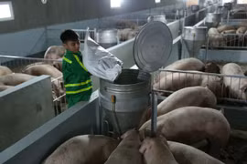 Dịch tả lợn châu Phi hoành hành, cuối năm có lo thiếu thịt lợn?