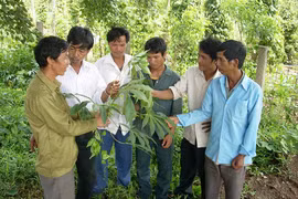 Mang Yang: Hỗ trợ đồng bào dân tộc thiểu số vươn lên thoát nghèo