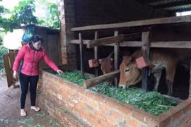 Thí điểm bảo hiểm trâu bò tại Đăk Lăk