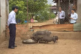 Cựu chiến binh Đặng Văn Hăng: Làm giàu từ mô hình đa canh, đa con
