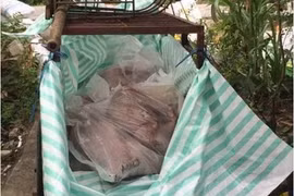 Kon Tum phát hiện thêm ổ dịch tả lợn châu Phi mới