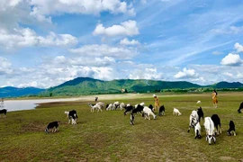 Thảo nguyên nơi lòng hồ