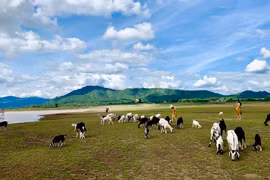 Thảo nguyên nơi lòng hồ
