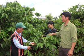 Cựu chiến binh ở huyện Chư Prông giúp nhau vượt khó