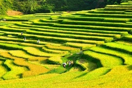 Giới trẻ mê mệt với vẻ đẹp của Pù Luông