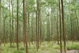 Nhiều cơ sở giống lâm nghiệp chưa có chứng nhận