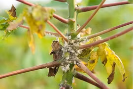 Rệp sáp bột hồng hại khoai mì