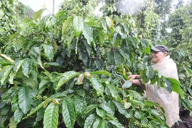 "Tàn nhưng không phế"