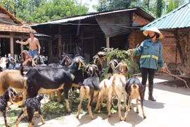 Rời quê vào Tây Nguyên lập nghiệp, từ tay trắng phất lên nhờ nuôi dê