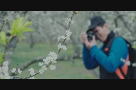 Mộc Châu mùa hoa mận