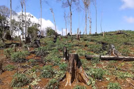 Đắk Nông kỷ luật nhiều cán bộ lãnh đạo