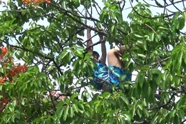Giải cứu cô gái nghi ngáo đá leo ngọn cây nhảy nhót ở Hòn Chồng