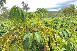 3.000 nông dân trồng cà phê hưởng lợi từ dự án phát triển bền vững