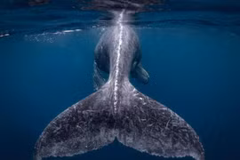 Ảnh chụp đuôi cá voi lưng gù đoạt giải ảnh du lịch NatGeo 2018