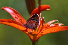 Những bức ảnh tuyệt đẹp về động vật hoang dã khắp thế giới