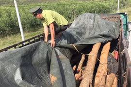 Gia Lai: Phát hiện xe chở gỗ quý, không rõ nguồn gốc