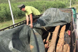 Gia Lai: Phát hiện xe chở gỗ quý, không rõ nguồn gốc