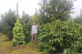 Phát huy truyền thống anh hùng trong xây dựng nông thôn mới