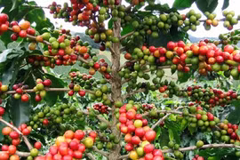 Giá trị xuất khẩu cà phê của Việt Nam sang Indonesia tăng đột biến