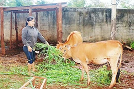 Phụ nữ Chư Pưh giúp nhau phát triển kinh tế