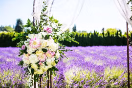 Cánh đồng hoa oải hương ở Washington mê hoặc uyên ương mùa cưới