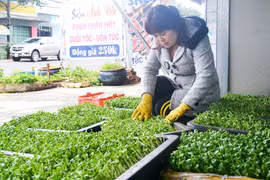 Kiếm tiền triệu nhờ trồng rau sạch tại nhà