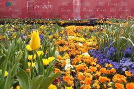 Australia rực rỡ sắc hoa khi mùa Xuân về