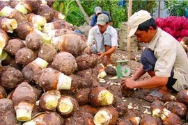 Nghèo khó trên đất đai phì nhiêu