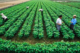 Cải thiện yếu tố con người trong chuỗi giá trị nông sản