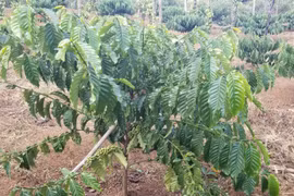 Xây dựng và bảo hộ chỉ dẫn địa lý "Gia Lai" cho cà phê, chanh dây