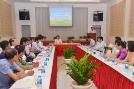 Chất lượng đàn bò thịt của Gia Lai còn thấp