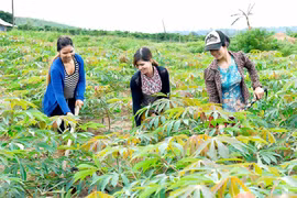 Krông Pa: Quyết liệt phòng-chống dịch bệnh trên cây trồng, vật nuôi